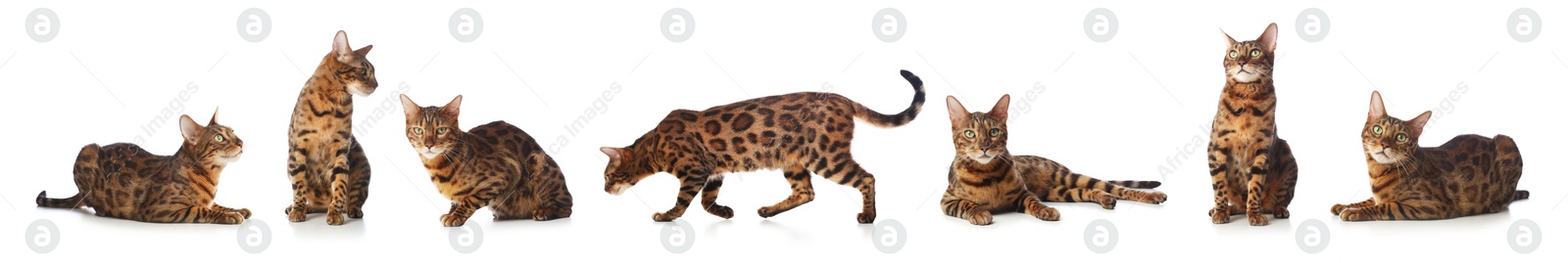 Bengal cat on white background, set of photos. Cute pet Image of Bengal cat on white background, set of photos. Cute pet