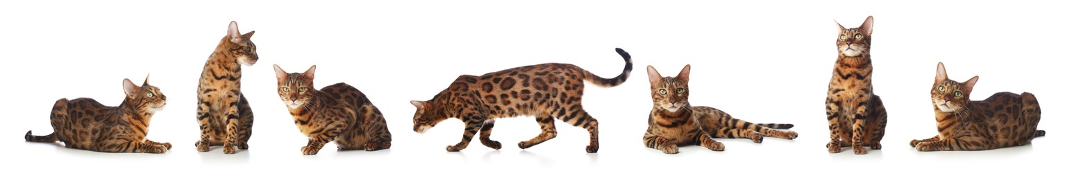 Image of Bengal cat on white background, set of photos. Cute pet