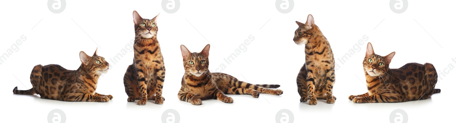 Bengal cat on white background, set of photos. Cute pet Image of Bengal cat on white background, set of photos. Cute pet