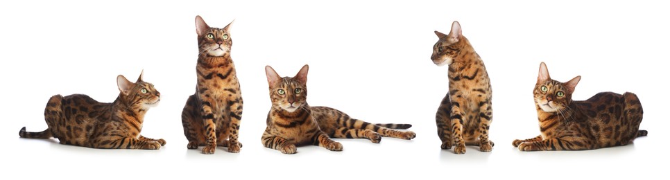 Image of Bengal cat on white background, set of photos. Cute pet