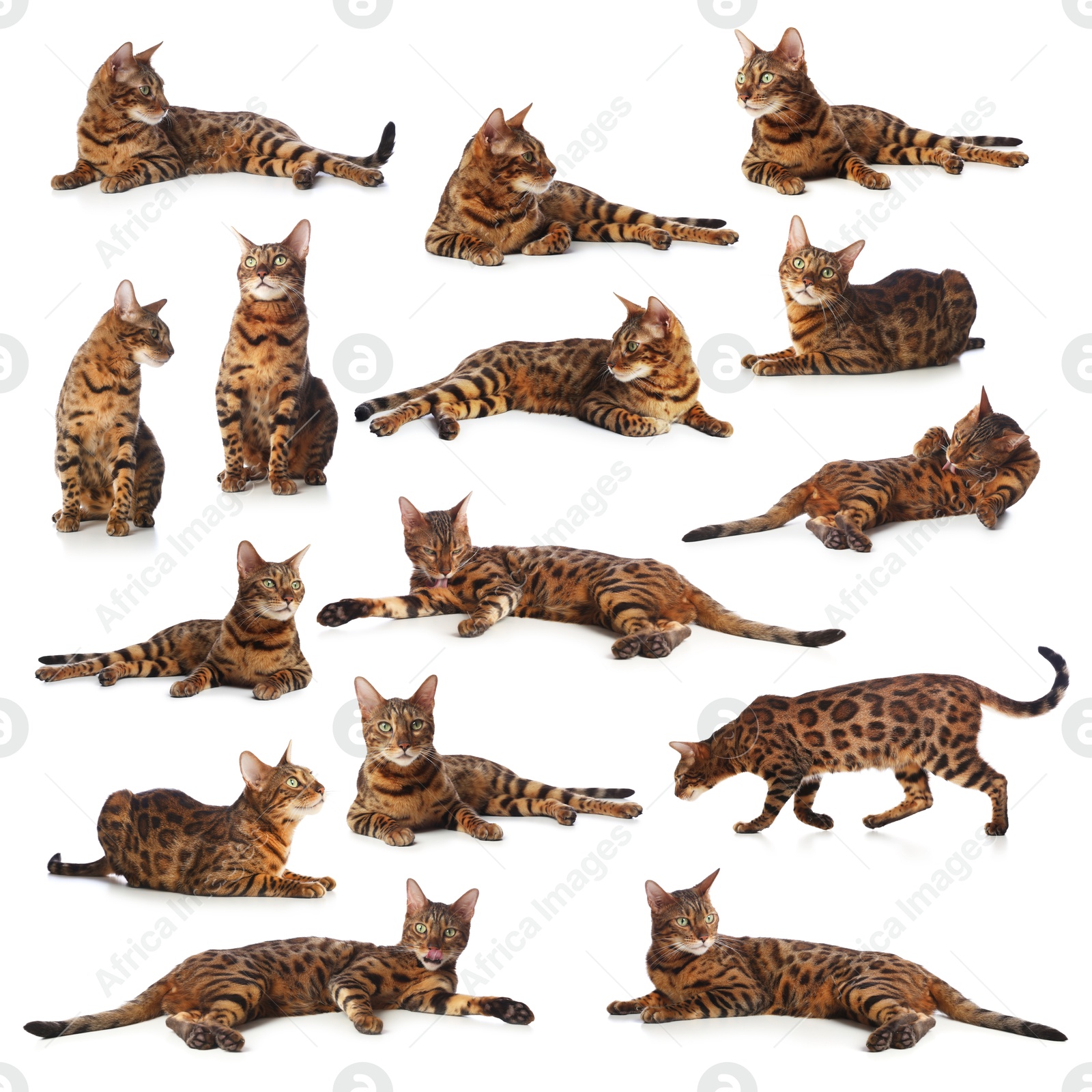 Bengal cat on white background, set of photos. Cute pet Image of Bengal cat on white background, set of photos. Cute pet