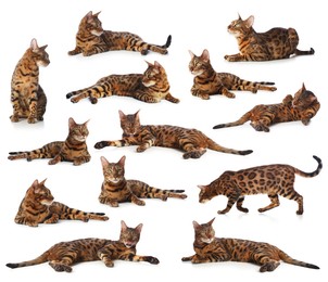 Image of Bengal cat on white background, set of photos. Cute pet