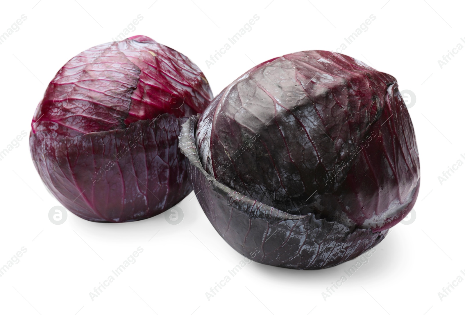 Two fresh red cabbages isolated on white Photo of Two fresh red cabbages isolated on white