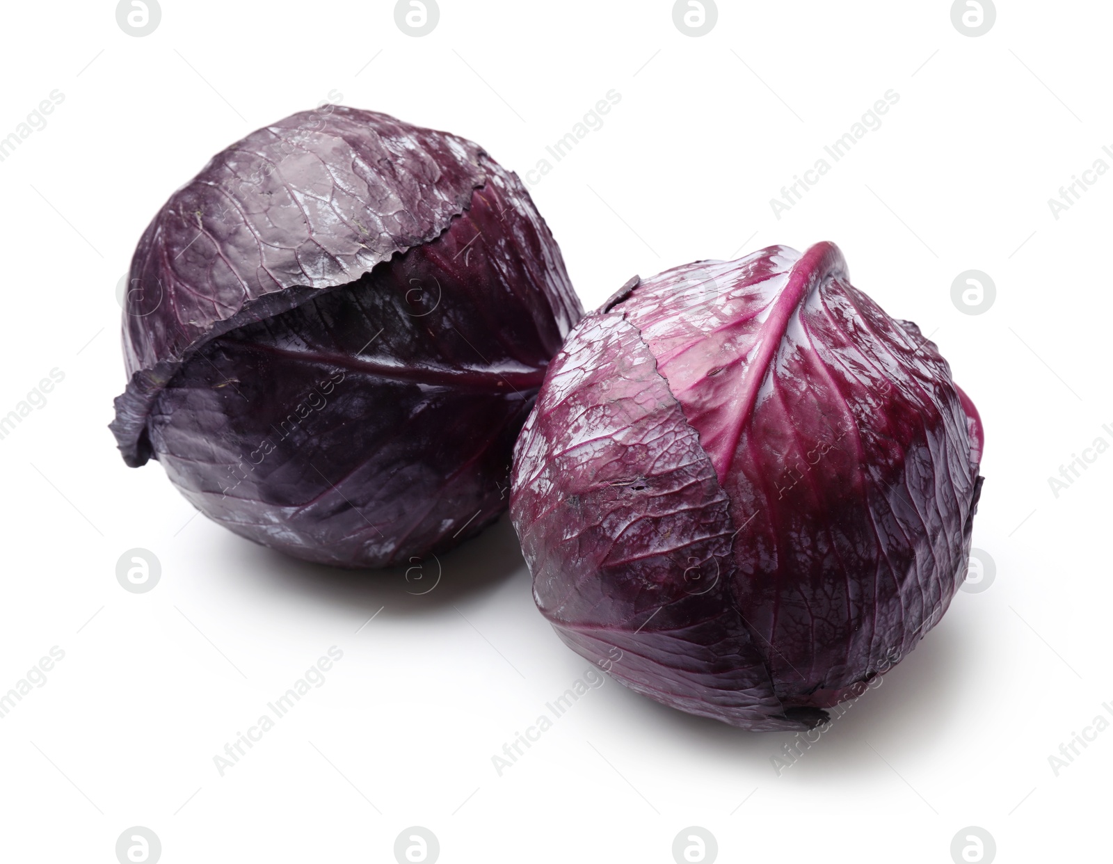 Two fresh red cabbages isolated on white Photo of Two fresh red cabbages isolated on white
