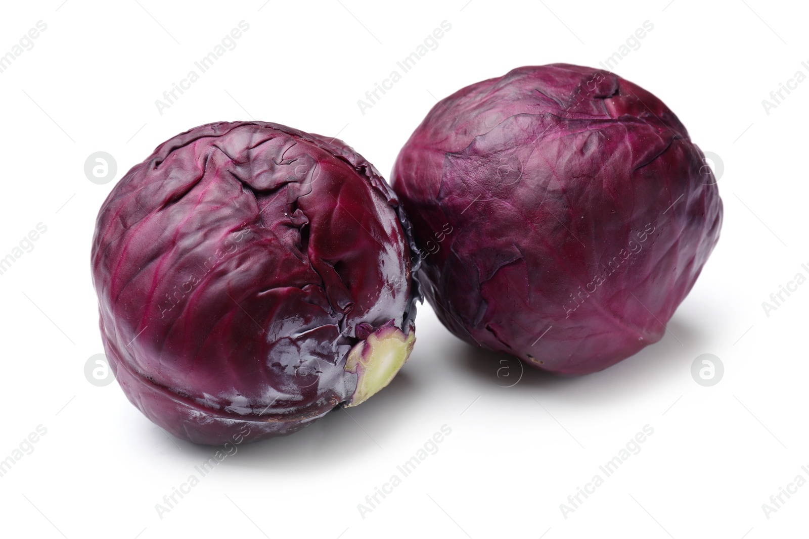 Two fresh red cabbages isolated on white Photo of Two fresh red cabbages isolated on white