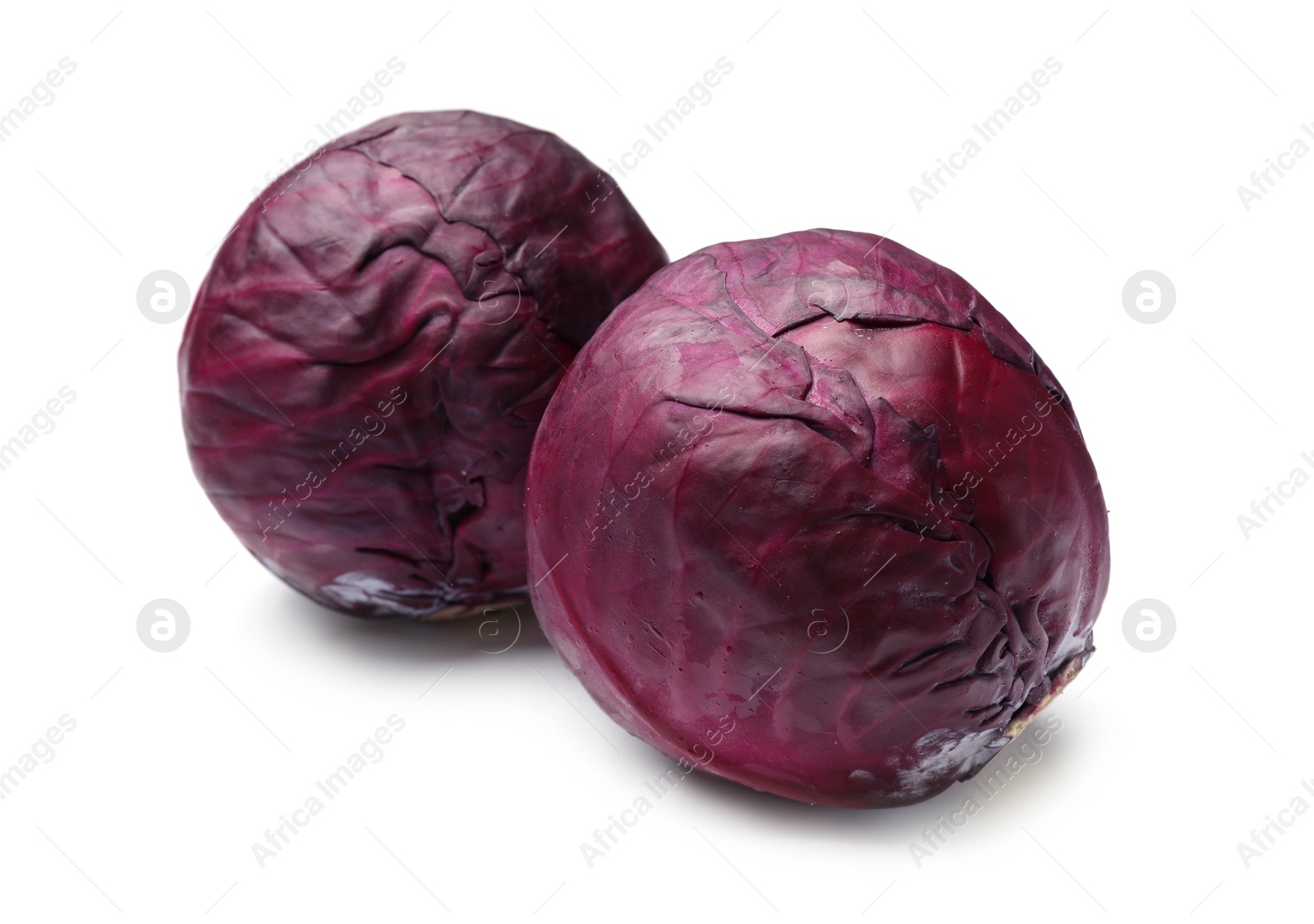 Two fresh red cabbages isolated on white Photo of Two fresh red cabbages isolated on white