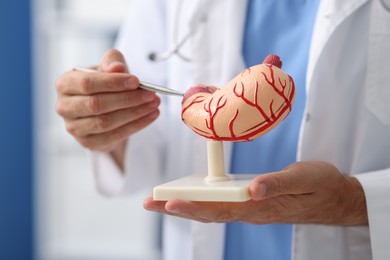 Photo of Gastroenterologist with human stomach model in clinic, closeup