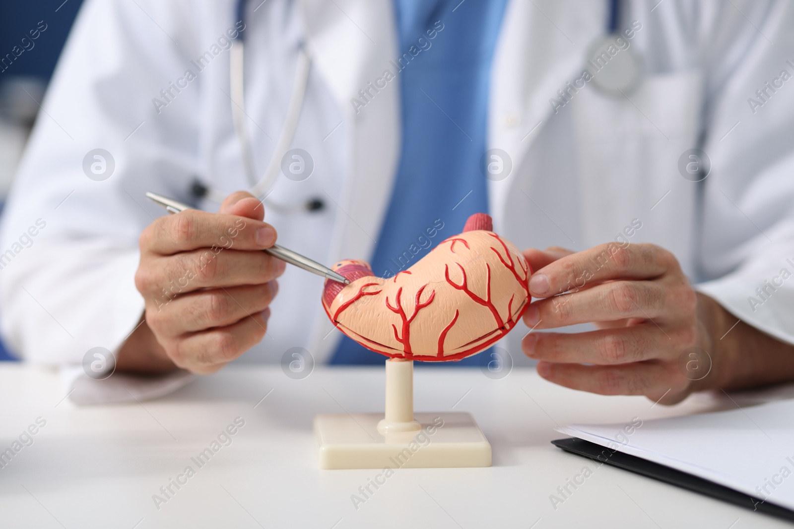 Photo of Gastroenterologist showing model of stomach at white table in clinic, closeup