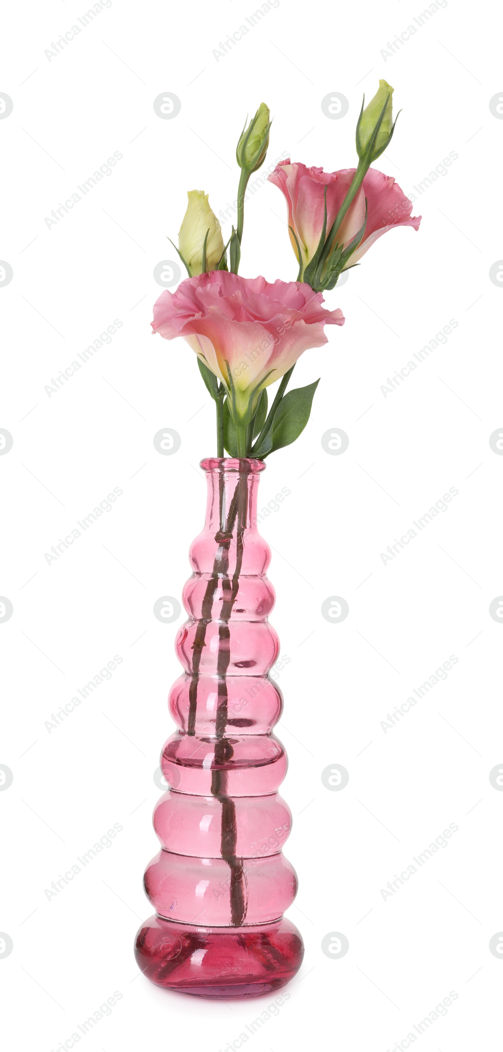Beautiful eustoma flowers in glass vase isolated on white Photo of Beautiful eustoma flowers in glass vase isolated on white