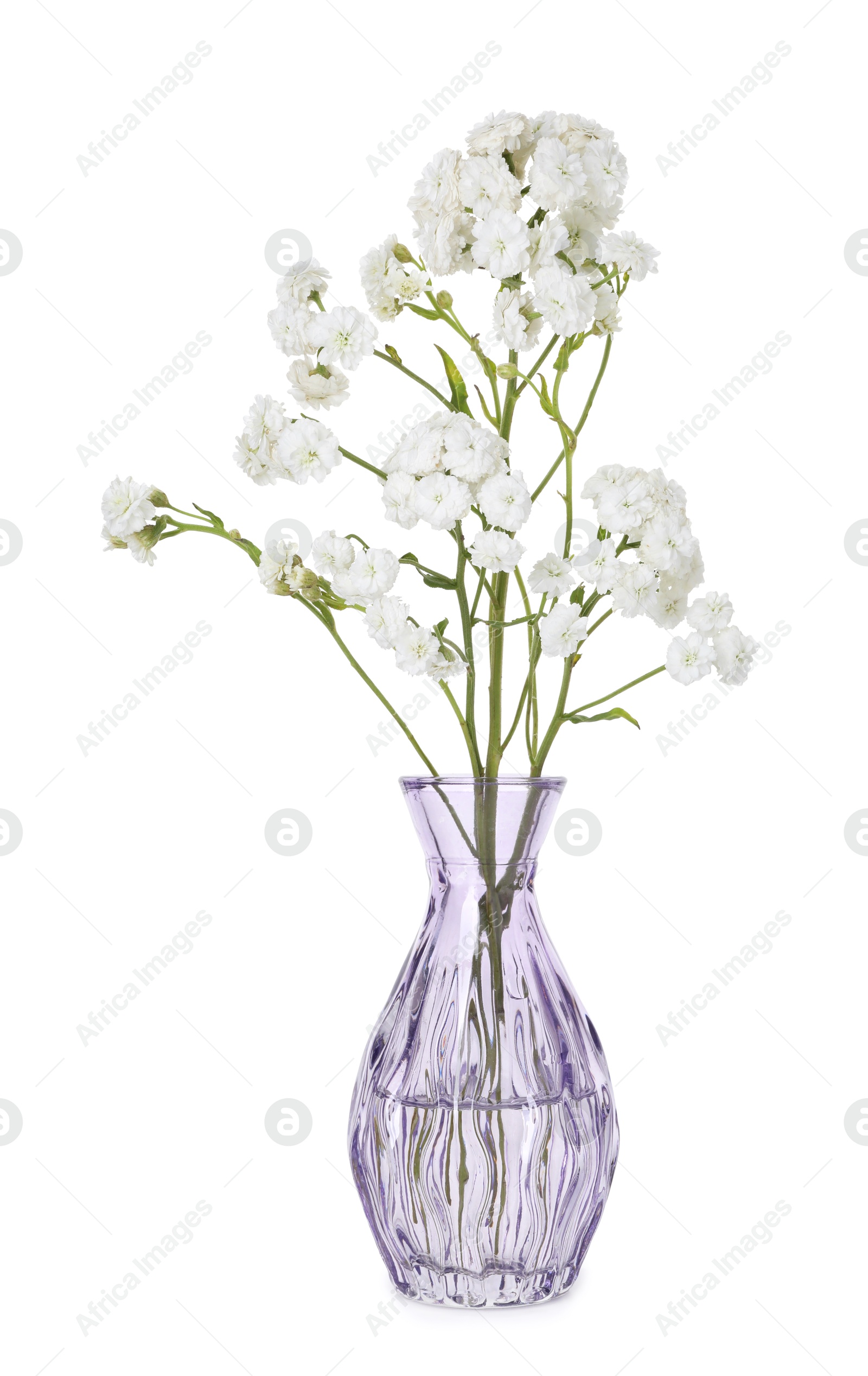 Photo of Beautiful gypsophila flowers in glass vase isolated on white