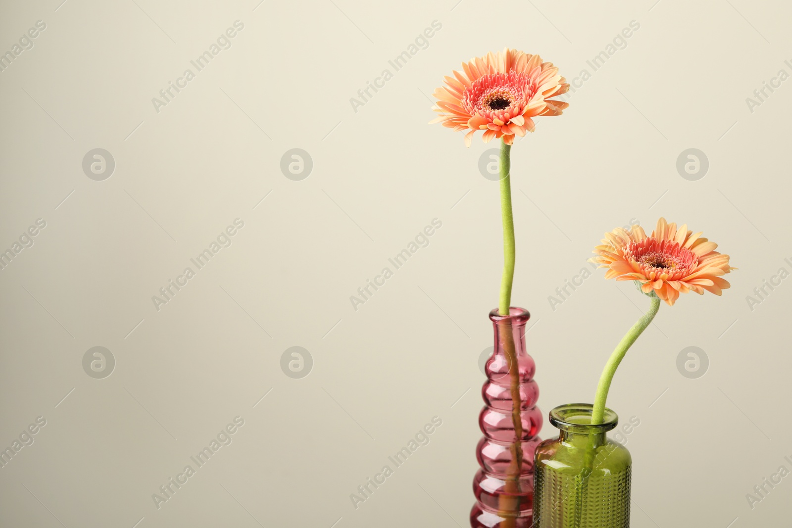 Photo of Beautiful gerbera flowers in glass vases on light grey background, closeup. Space for text