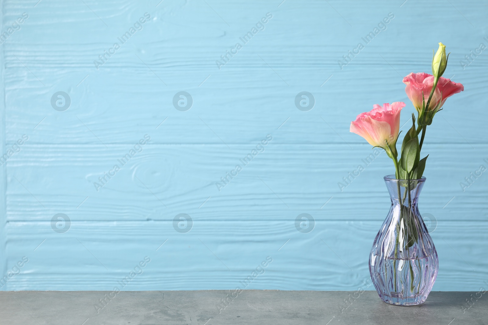 Photo of Beautiful eustoma flowers in glass vase on grey table against light blue wooden background, space for text
