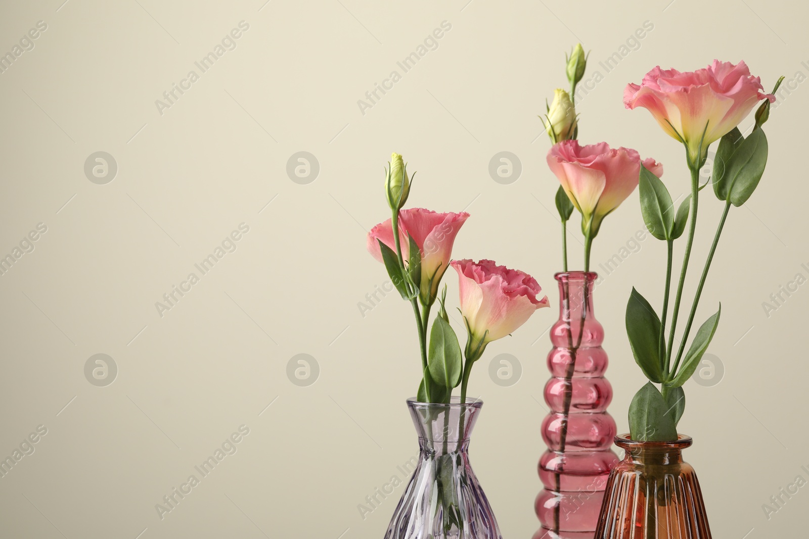 Photo of Beautiful eustoma flowers in glass vases on light grey background, closeup. Space for text