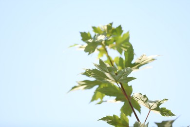 Photo of Maple tree branch with green leaves under light blue sky on sunny day. Space for text