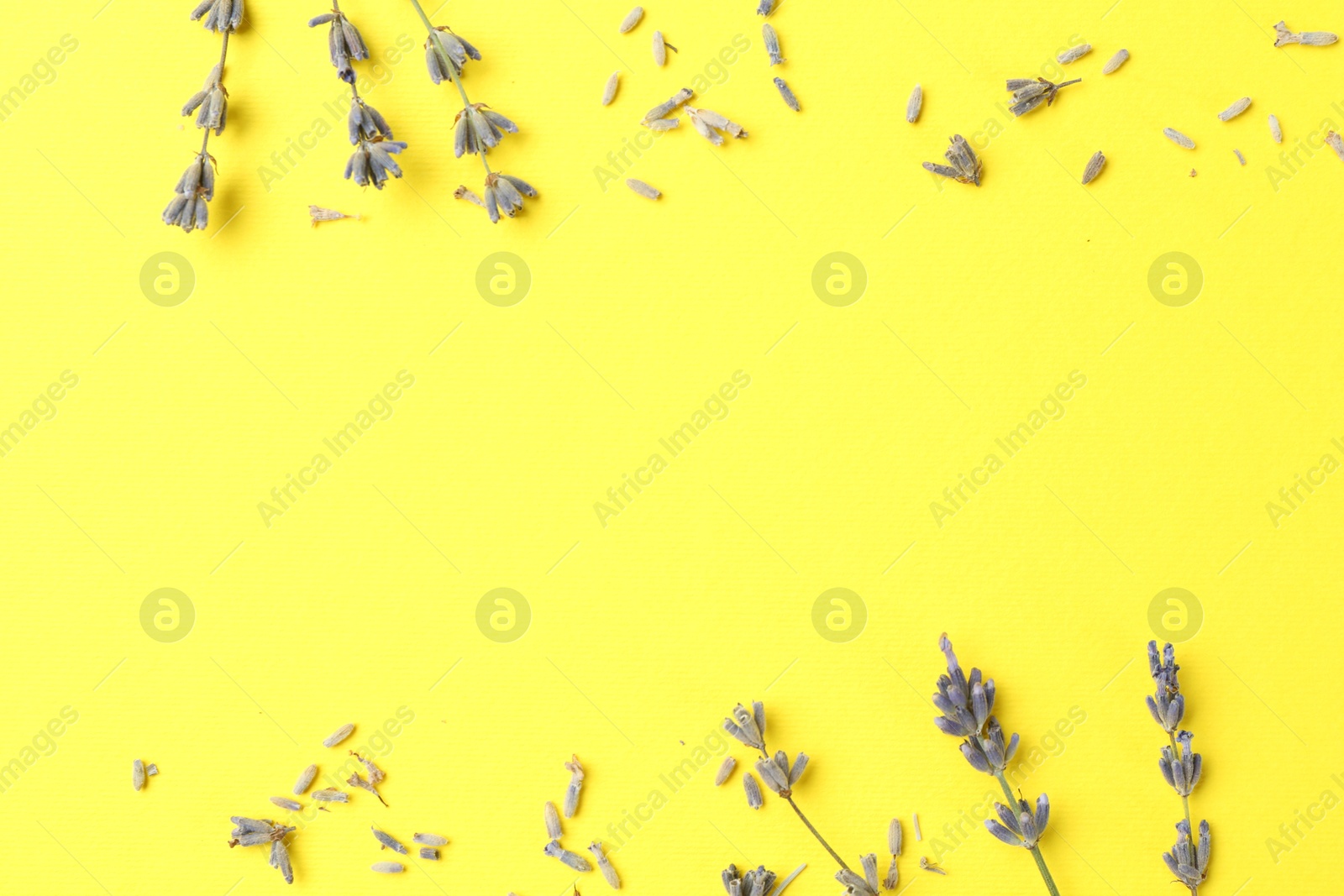 Photo of Fragrant lavender flowers on yellow background, flat lay. Space for text