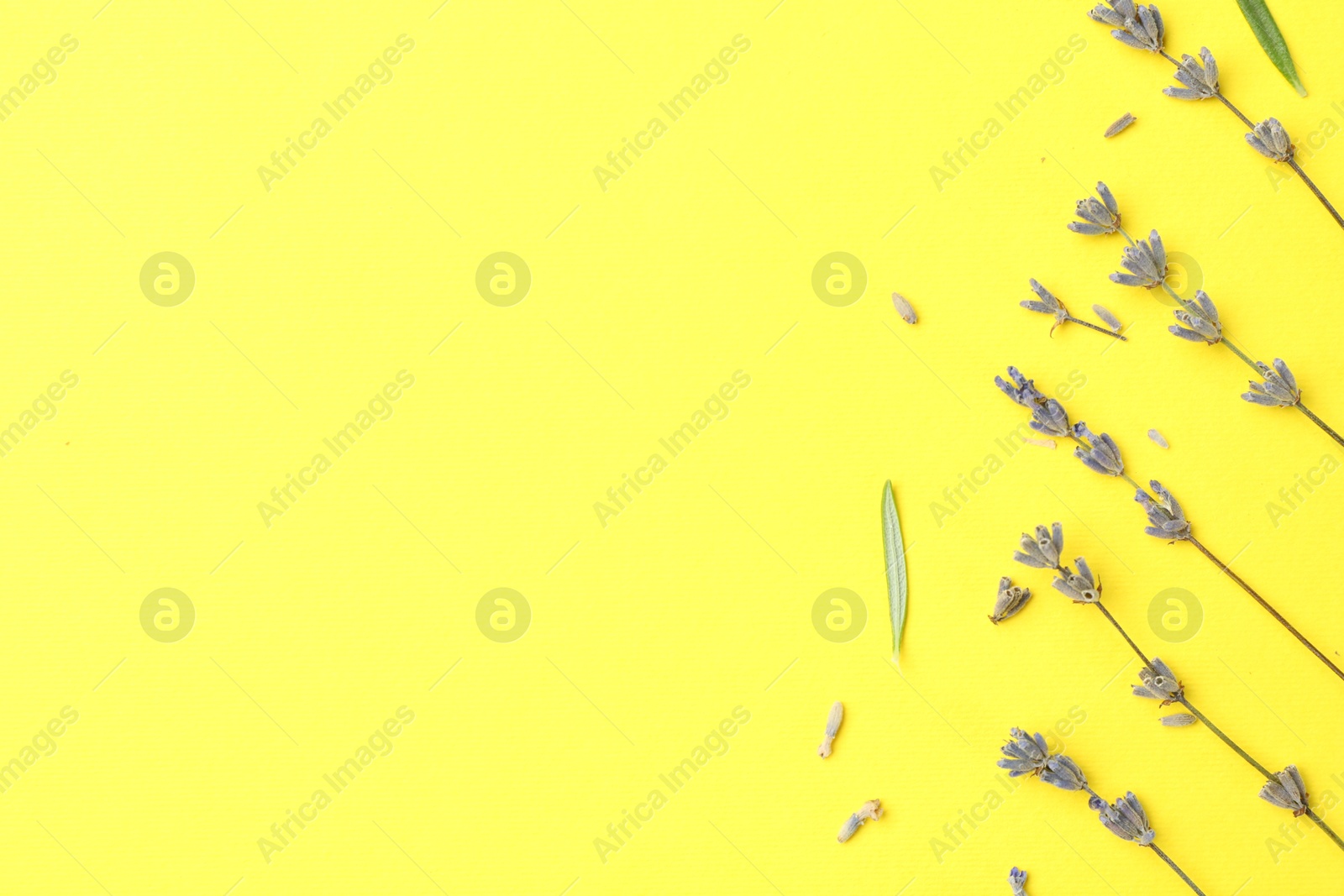 Photo of Fragrant lavender flowers and leaves on yellow background, flat lay. Space for text