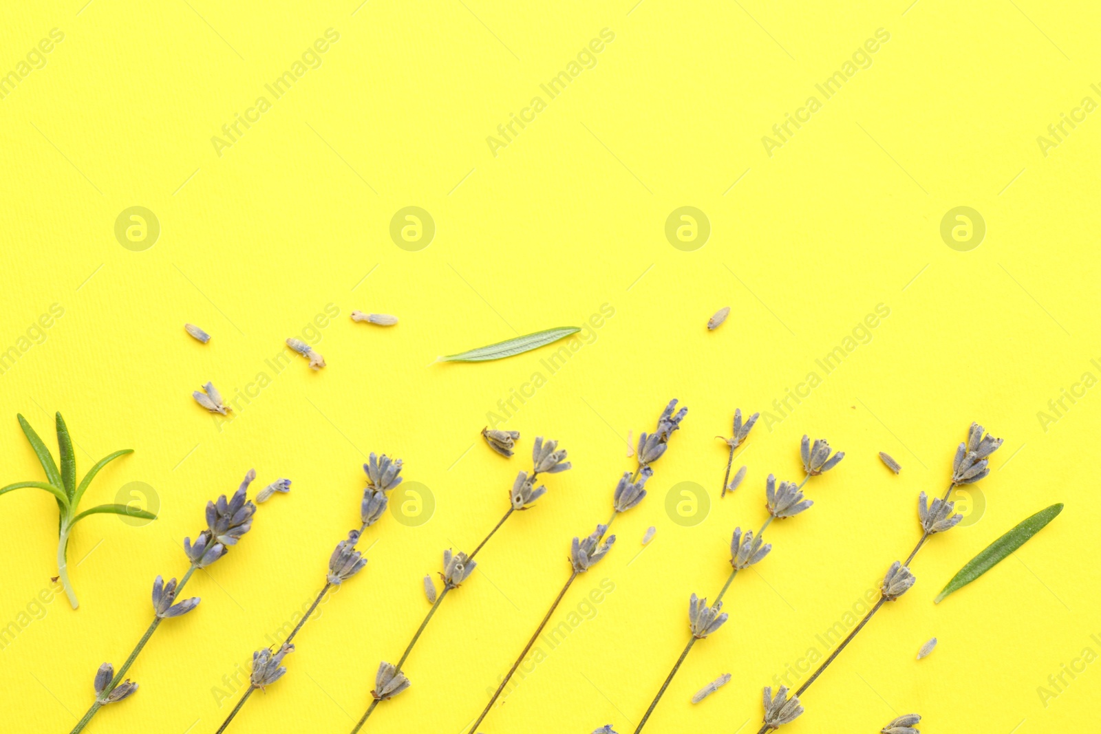 Fragrant lavender flowers and leaves on yellow background, flat lay. Space for text Photo of Fragrant lavender flowers and leaves on yellow background, flat lay. Space for text