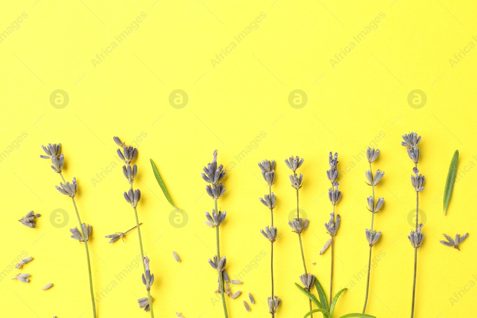 Photo of Fragrant lavender flowers and leaves on yellow background, flat lay. Space for text