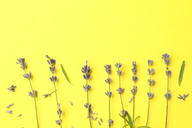 Photo of Fragrant lavender flowers and leaves on yellow background, flat lay. Space for text