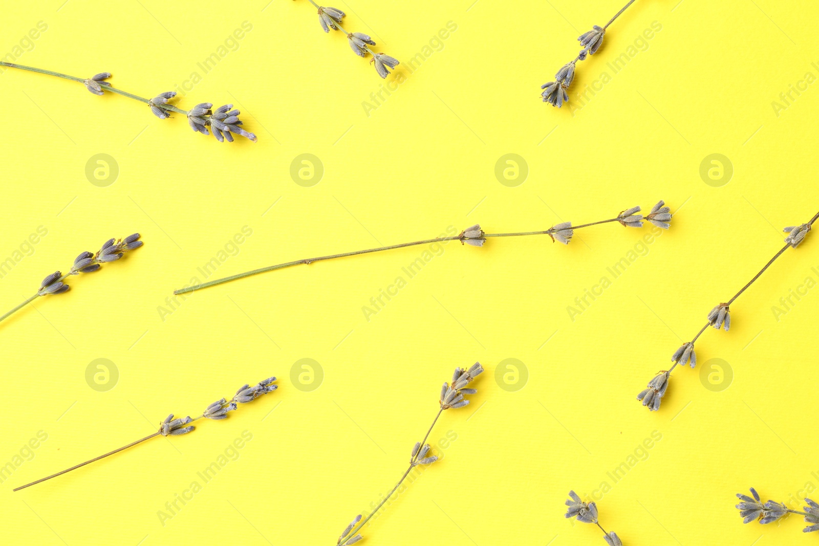 Fragrant lavender flowers on yellow background, flat lay Photo of Fragrant lavender flowers on yellow background, flat lay