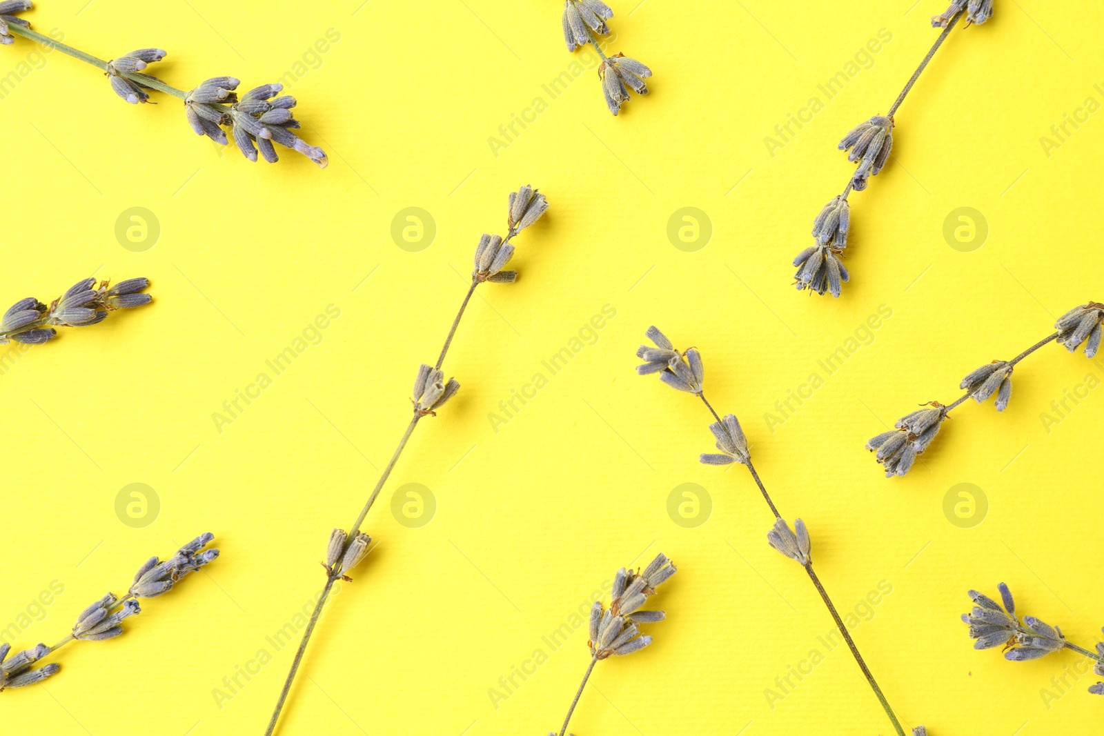 Photo of Fragrant lavender flowers on yellow background, flat lay