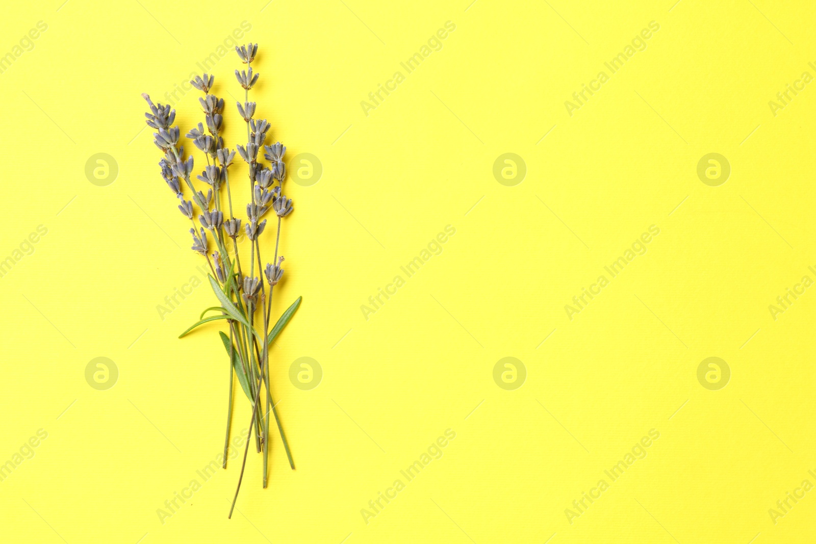 Photo of Fragrant lavender flowers with leaves on yellow background, top view. Space for text