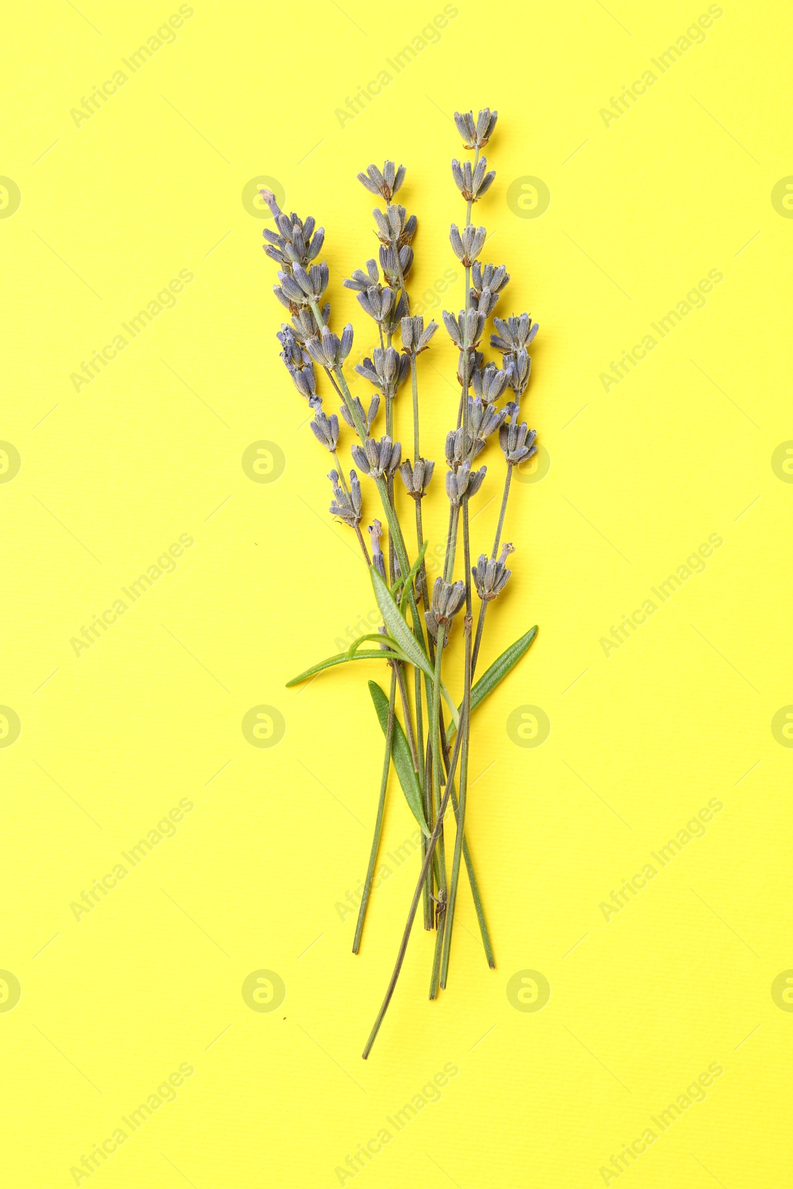 Photo of Fragrant lavender flowers with leaves on yellow background, top view