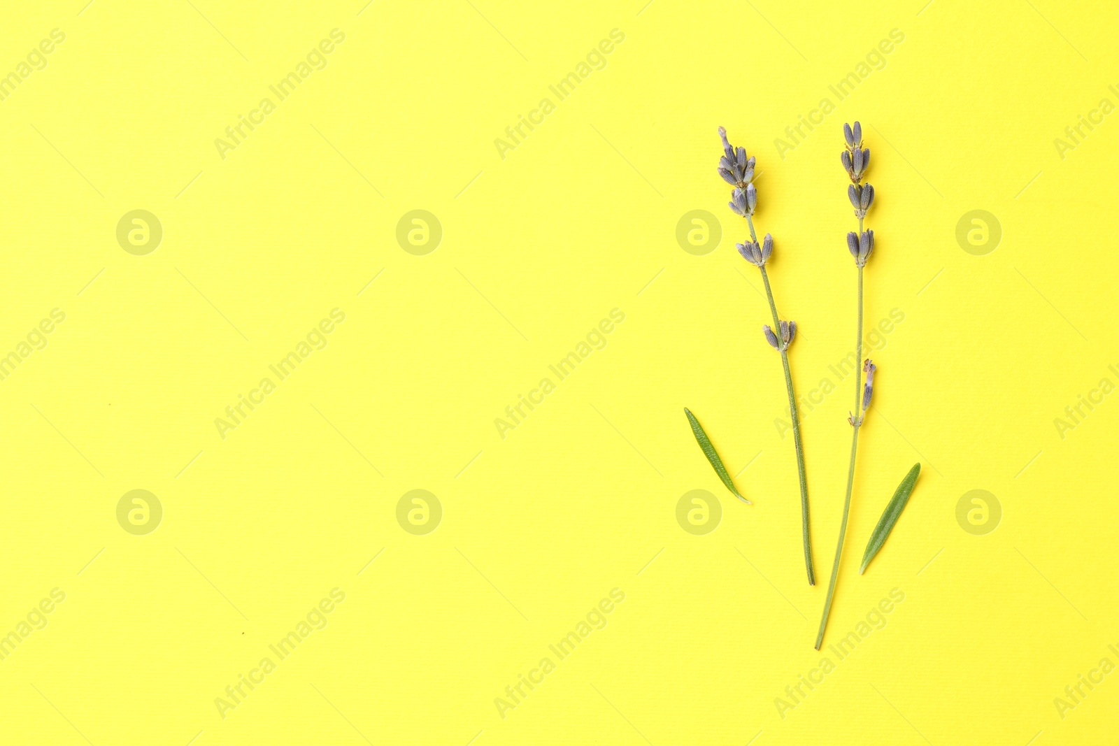 Fragrant lavender flowers and leaves on yellow background, flat lay. Space for text Photo of Fragrant lavender flowers and leaves on yellow background, flat lay. Space for text