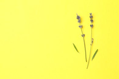 Photo of Fragrant lavender flowers and leaves on yellow background, flat lay. Space for text