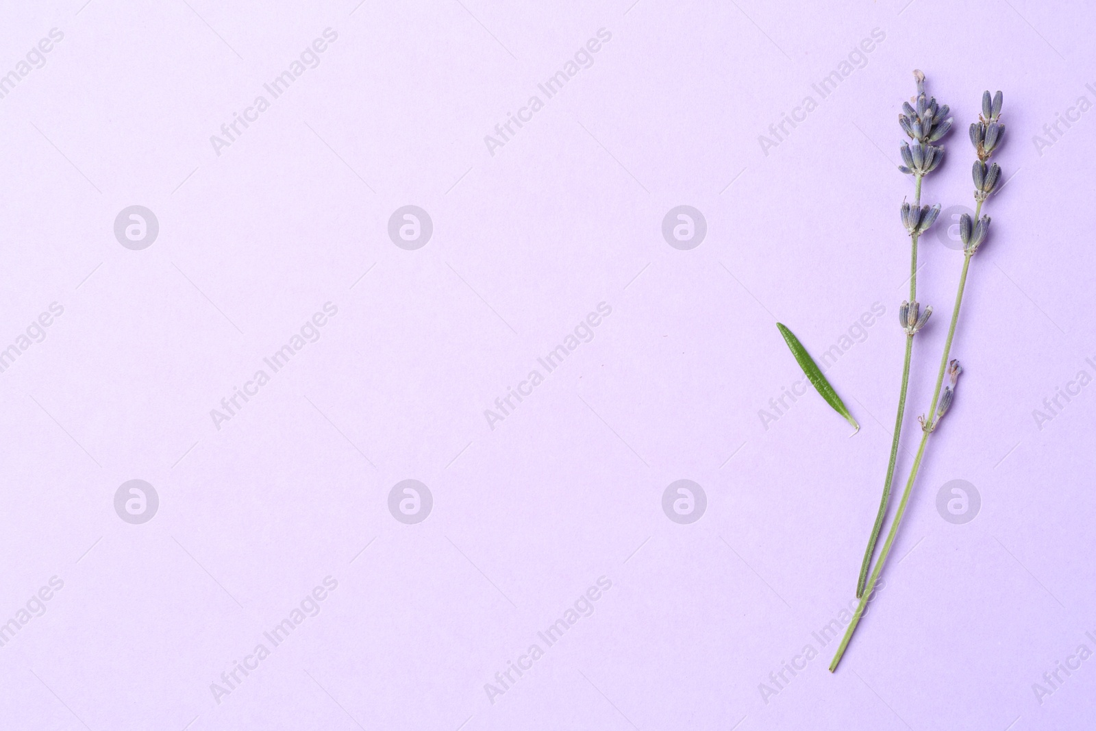 Photo of Fragrant lavender flowers and leaf on violet background, flat lay. Space for text