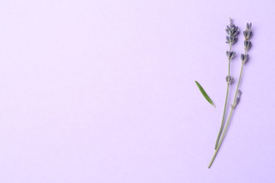 Photo of Fragrant lavender flowers and leaf on violet background, flat lay. Space for text