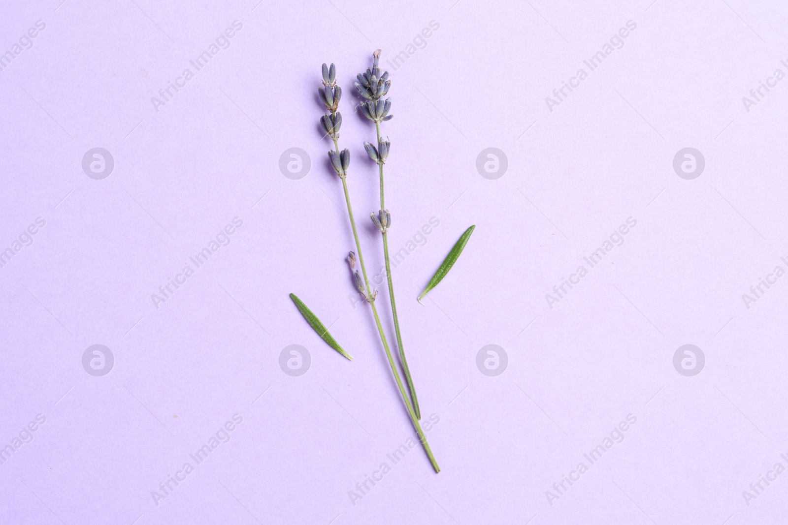 Photo of Fragrant lavender flowers and leaves on violet background, flat lay