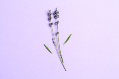 Photo of Fragrant lavender flowers and leaves on violet background, flat lay