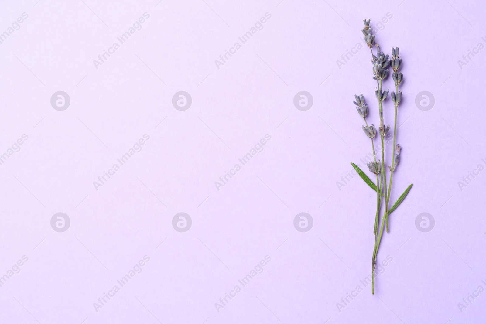 Photo of Fragrant lavender flowers and leaves on violet background, top view. Space for text