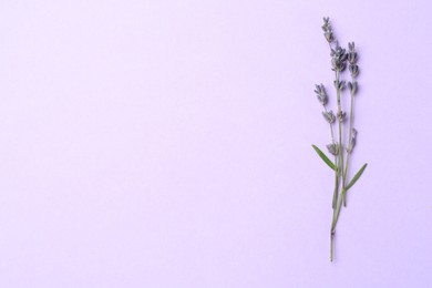 Photo of Fragrant lavender flowers and leaves on violet background, top view. Space for text