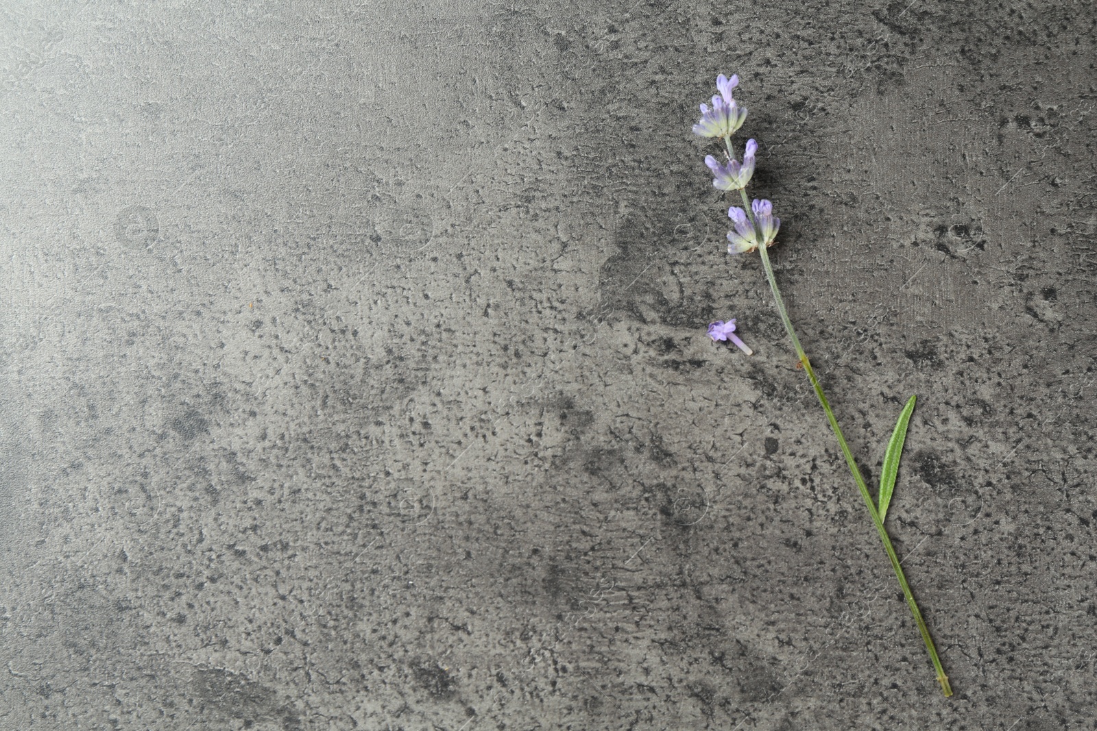 Photo of Beautiful lavender flower on grey table, top view. Space for text