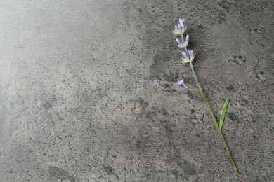 Photo of Beautiful lavender flower on grey table, top view. Space for text