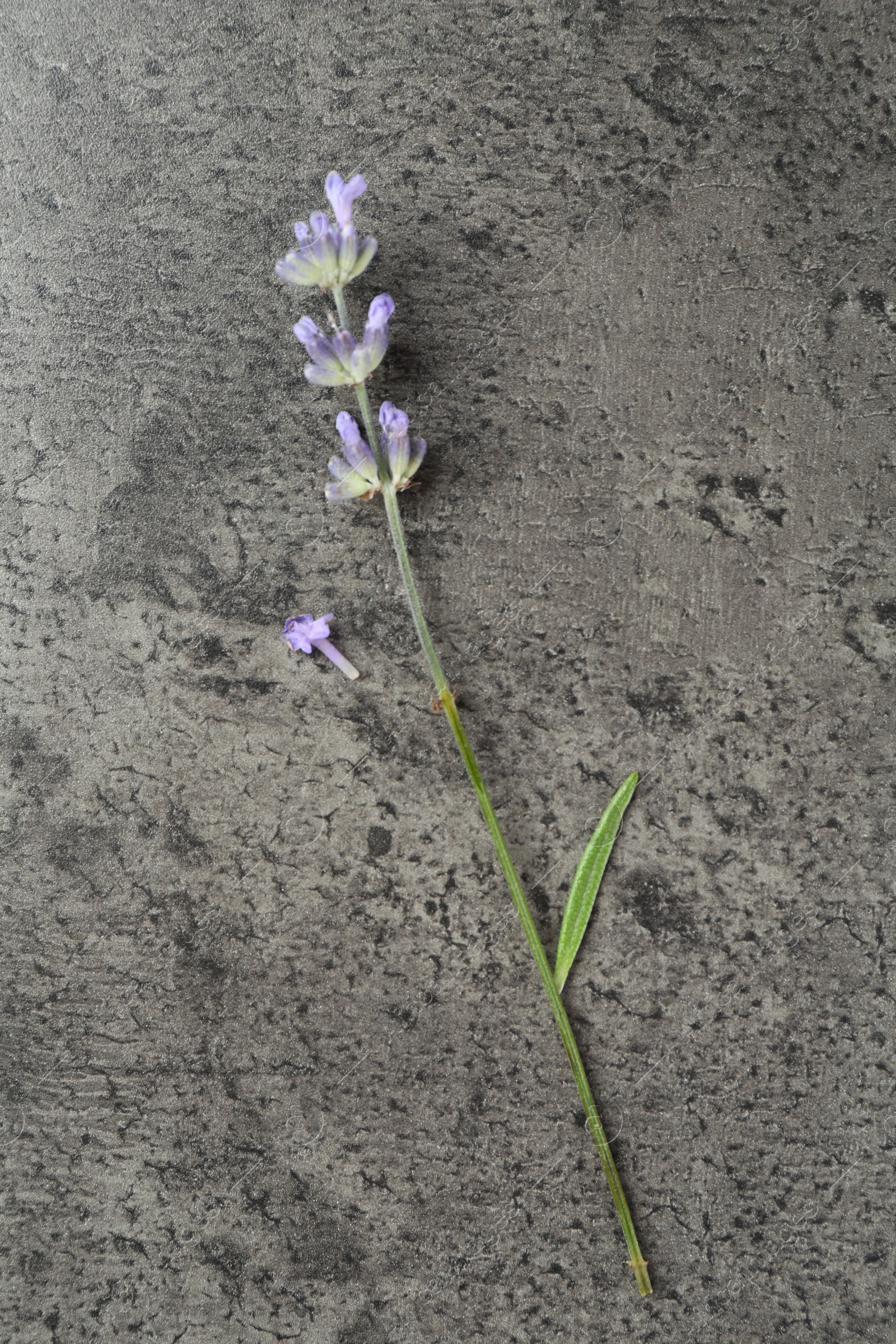 Photo of Beautiful lavender flower on grey table, top view