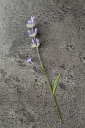 Photo of Beautiful lavender flower on grey table, top view