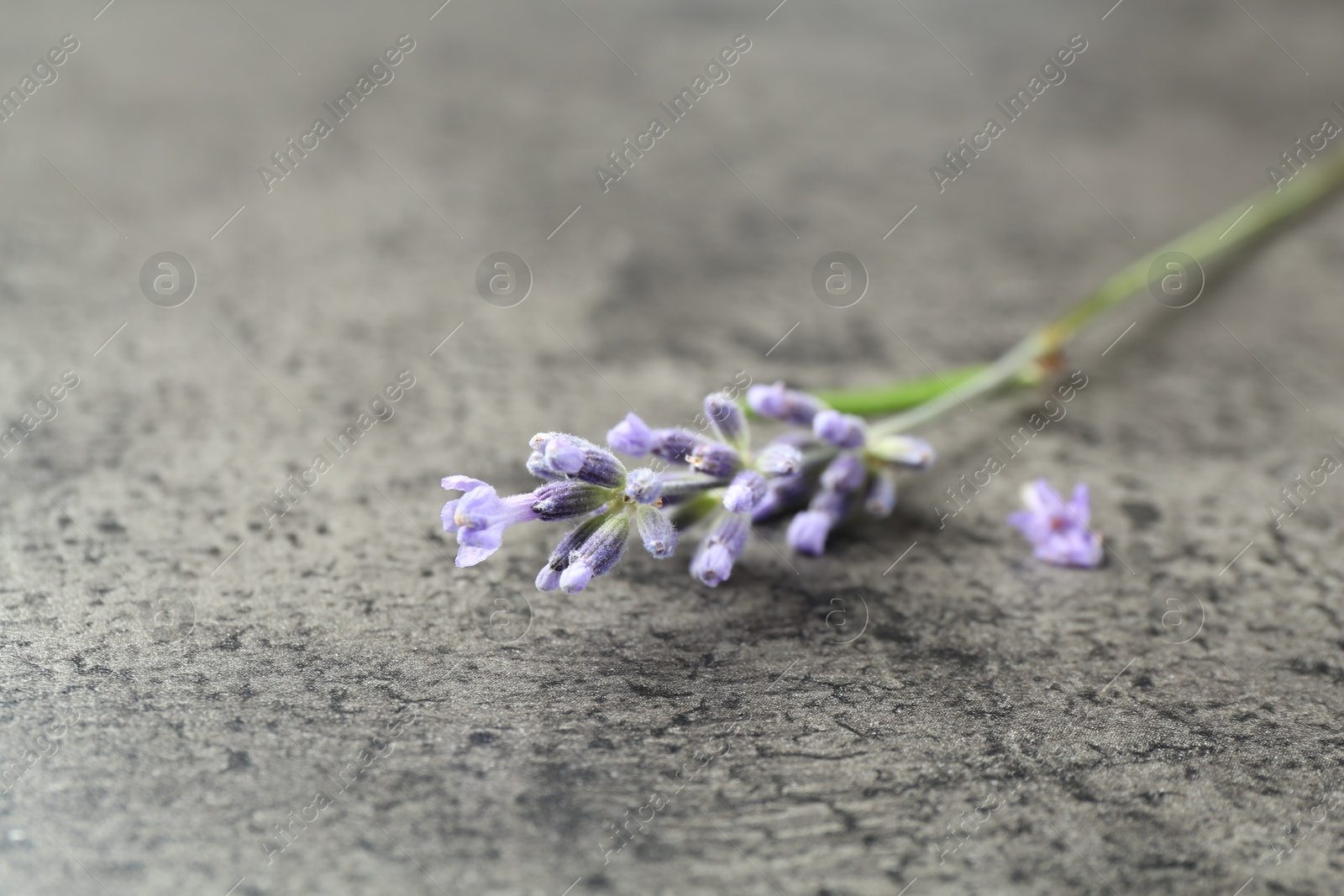 Photo of Beautiful lavender flower on grey table, closeup