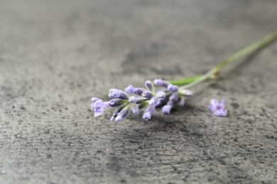 Photo of Beautiful lavender flower on grey table, closeup
