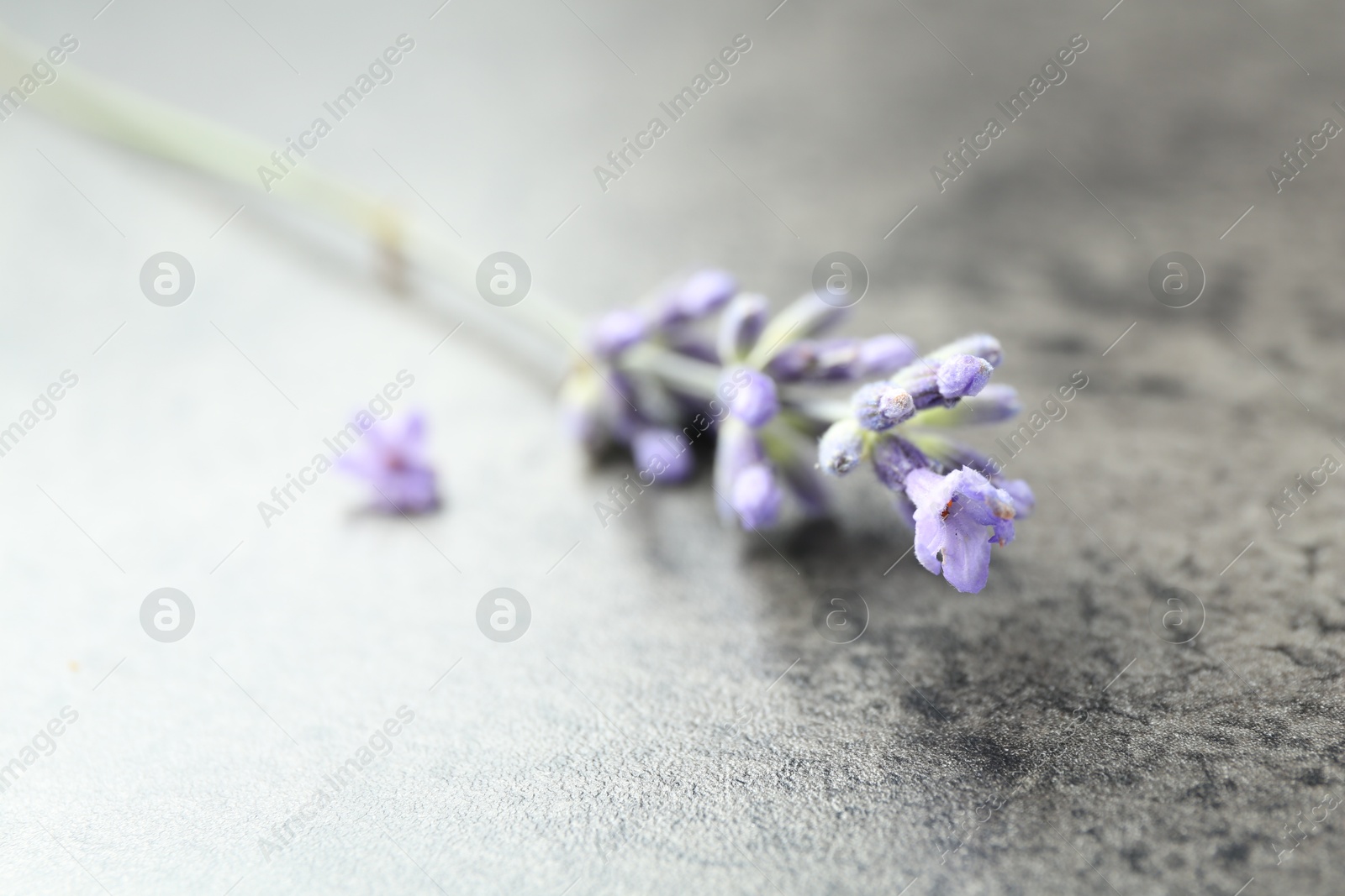 Photo of Beautiful lavender flower on grey table, closeup