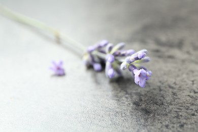 Photo of Beautiful lavender flower on grey table, closeup