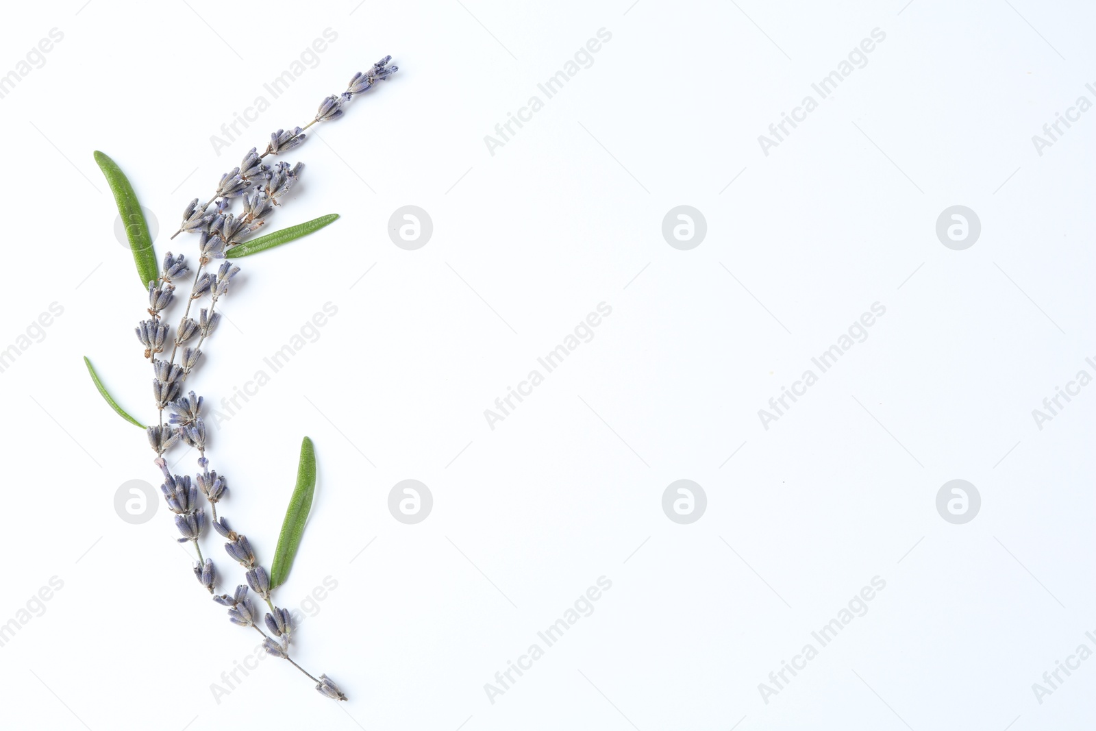 Photo of Fragrant lavender flowers and green leaves on white background, flat lay. Space for text