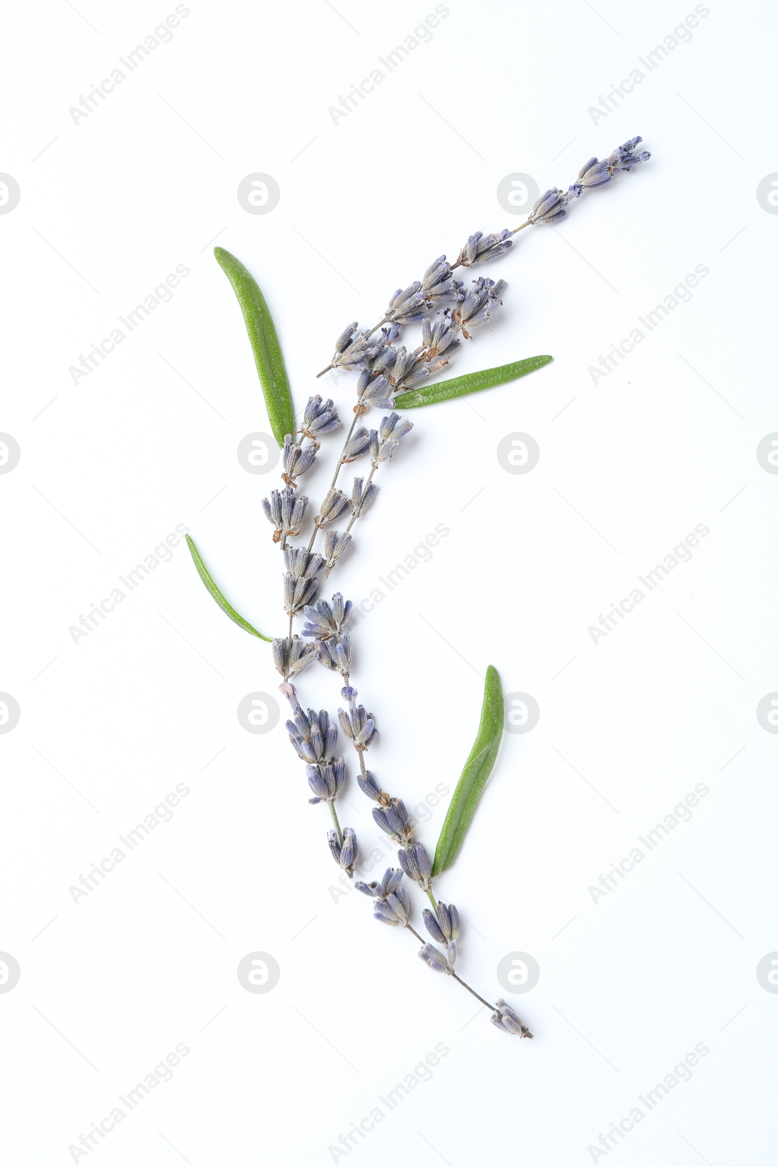 Photo of Fragrant lavender flowers and green leaves on white background, flat lay