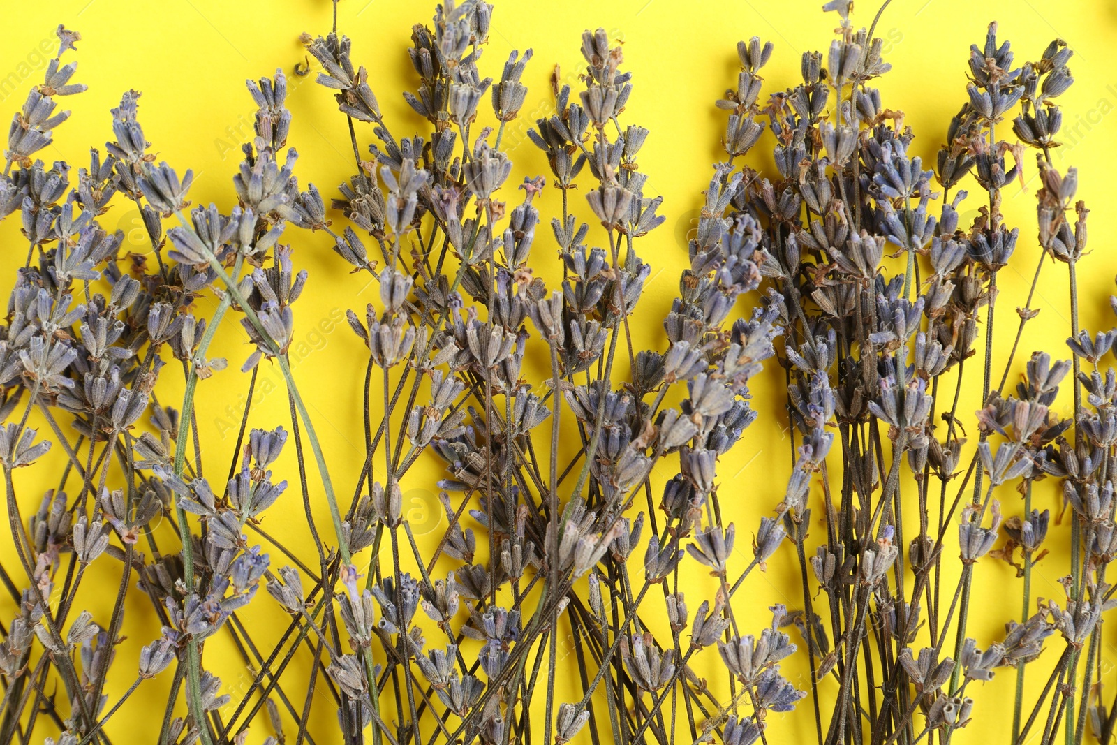 Photo of Fragrant lavender flowers on yellow background, flat lay