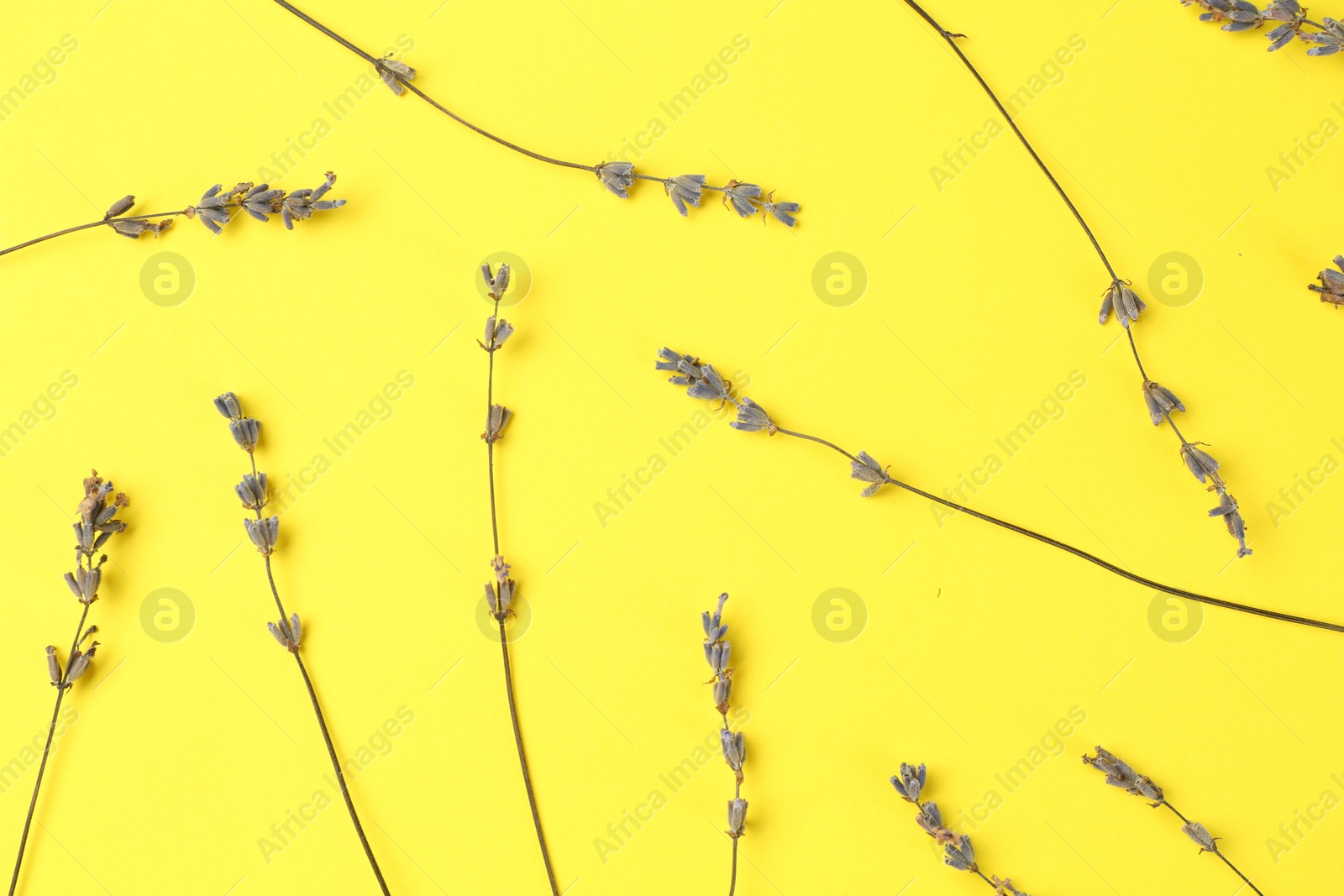 Photo of Fragrant lavender flowers on yellow background, flat lay