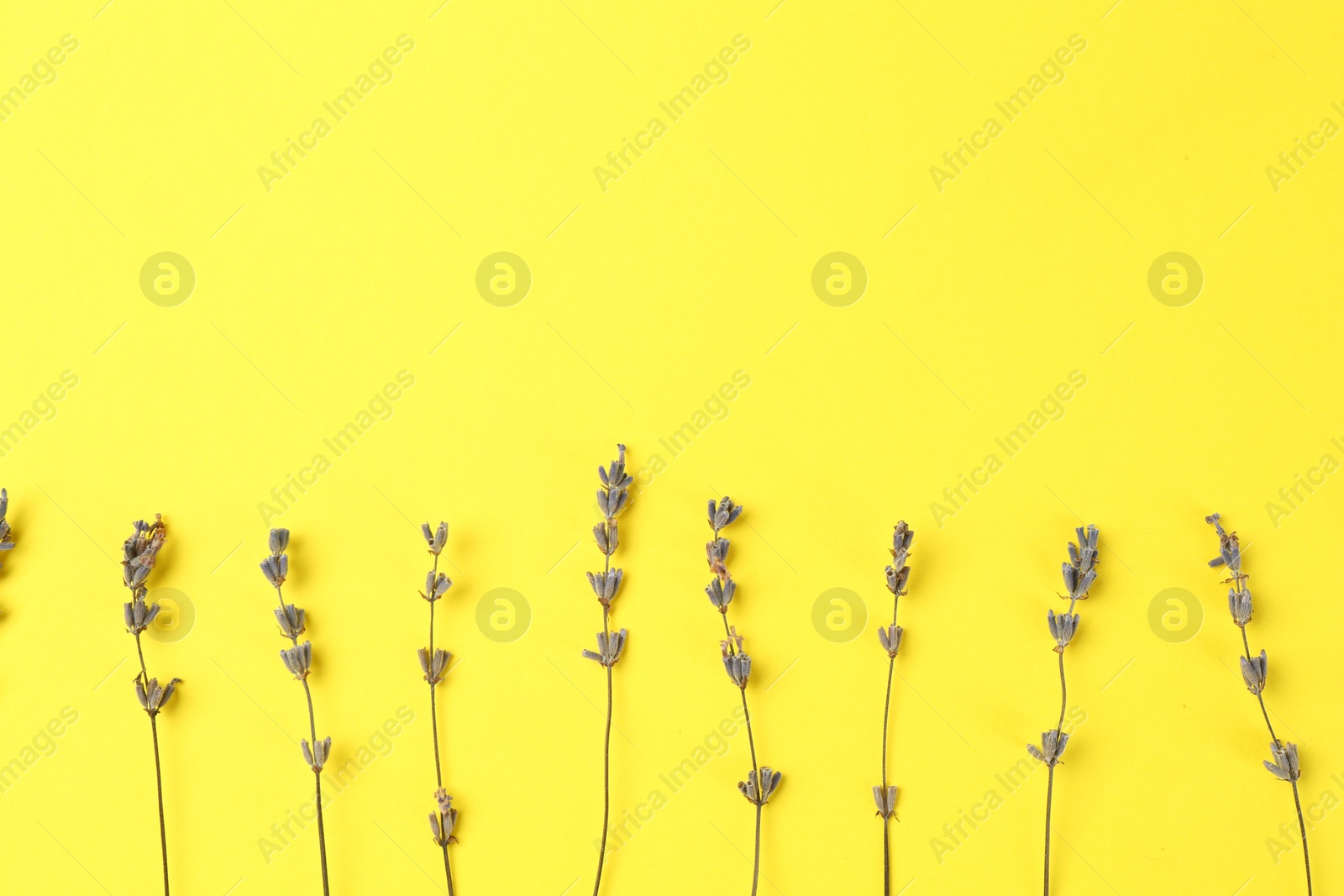 Photo of Fragrant lavender flowers on yellow background, flat lay. Space for text