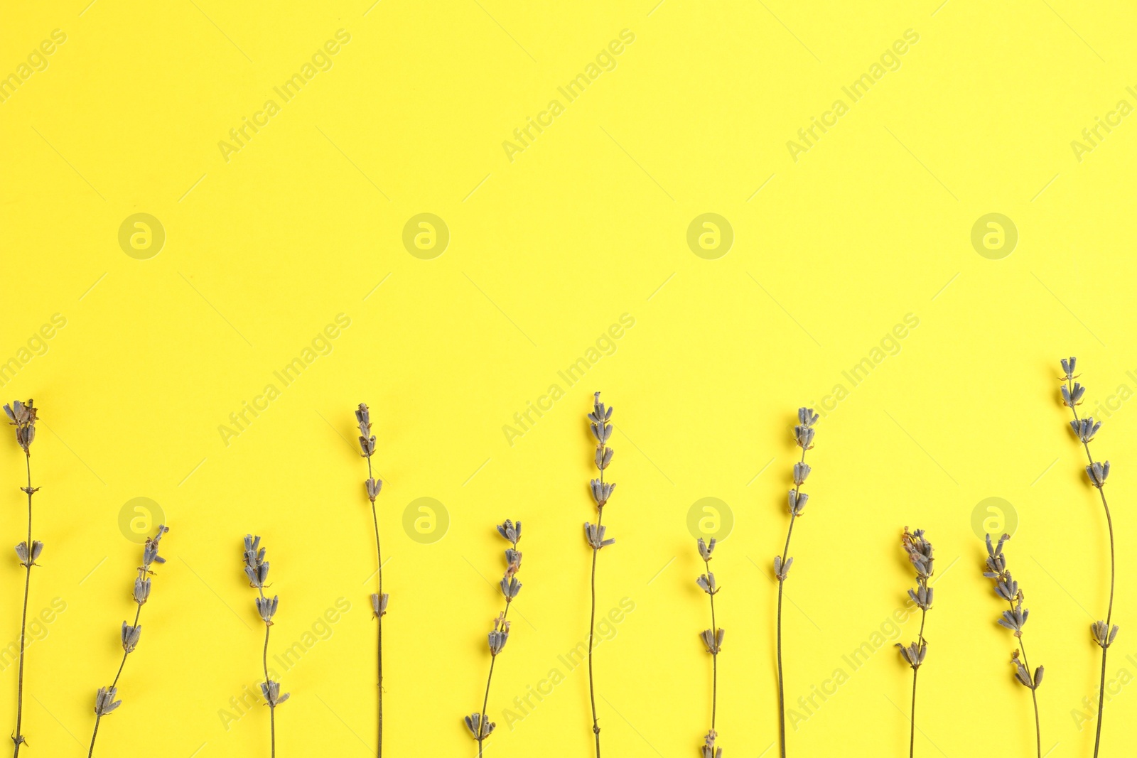 Photo of Fragrant lavender flowers on yellow background, flat lay. Space for text