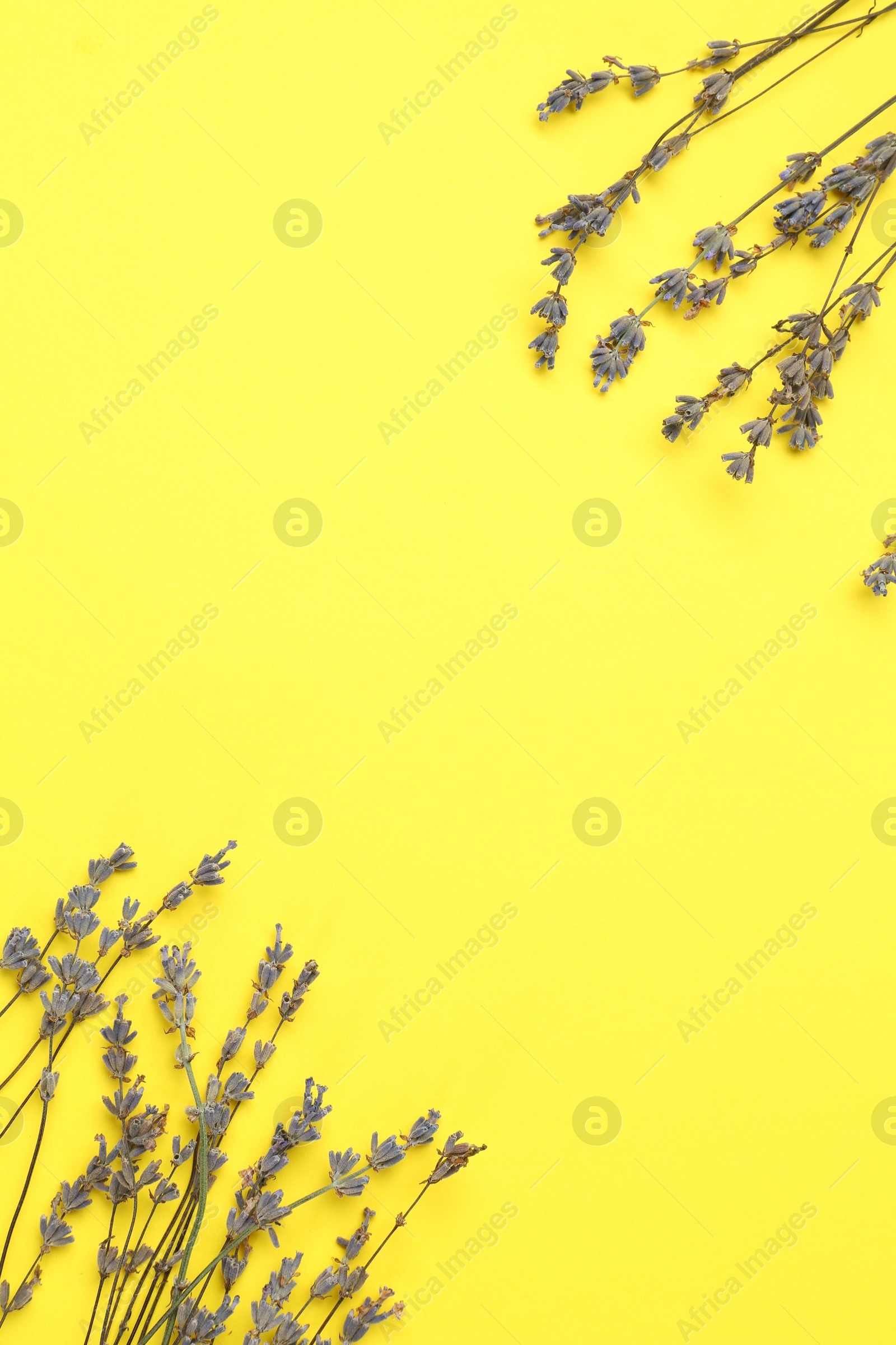Photo of Fragrant lavender flowers on yellow background, flat lay. Space for text